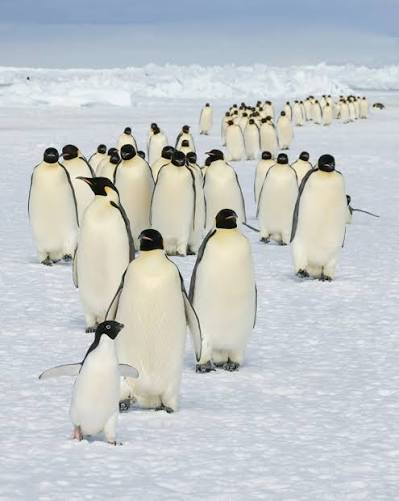 A line of penguins walking across Antarctic snow